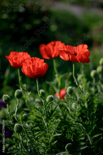 Large red poppies on a background of green leaves.