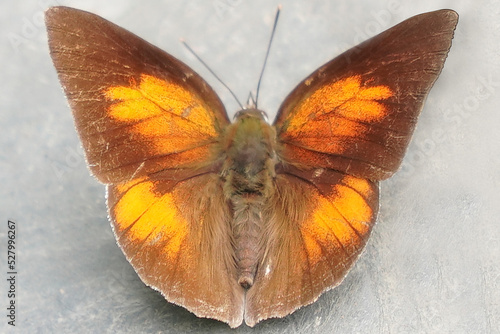 ウラギンシジミ/チョウ/蝶