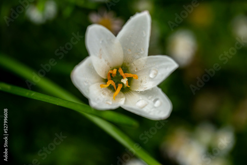 Close up photo of white Zephyranthes grandiflora flower and water drops