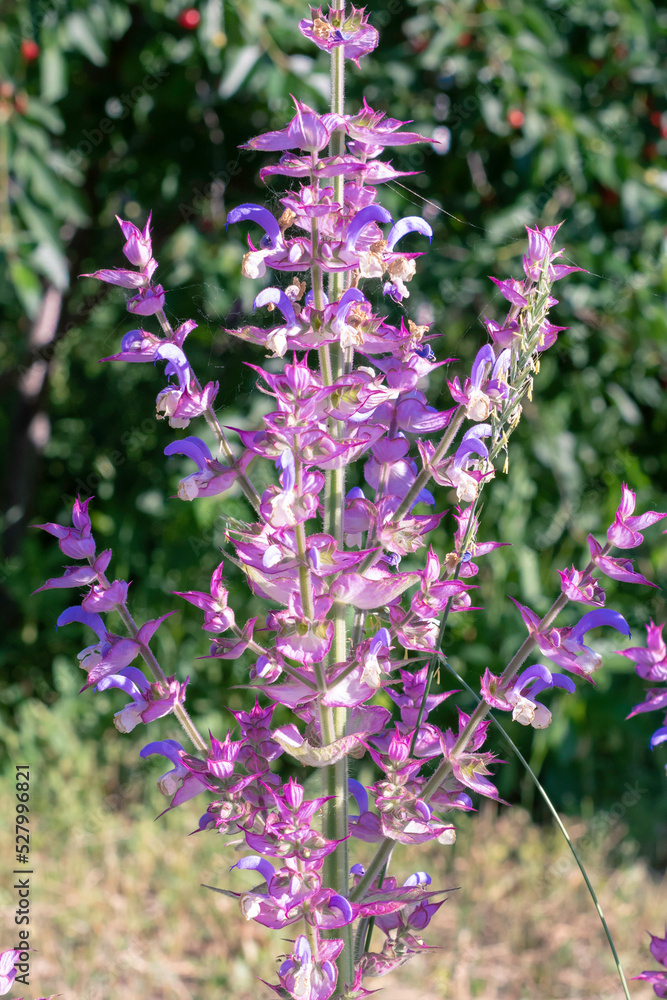 Obraz premium Clary sage plant in garden in summer.Beautiful floral background