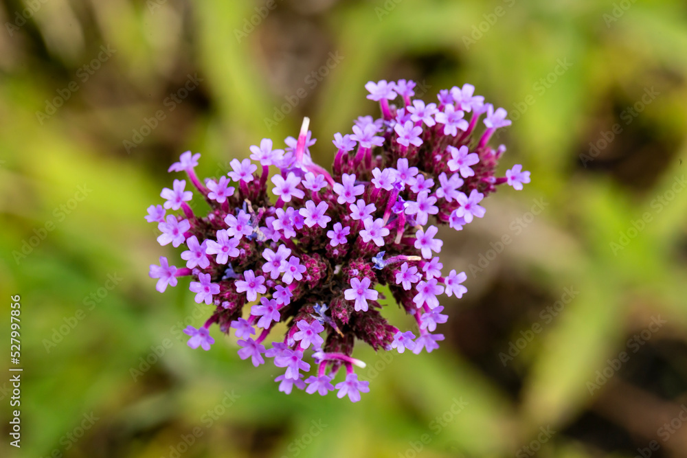 Close up photo of Verbena Flower and blurred background. Close up photo of Verbena Flower and blurred background.