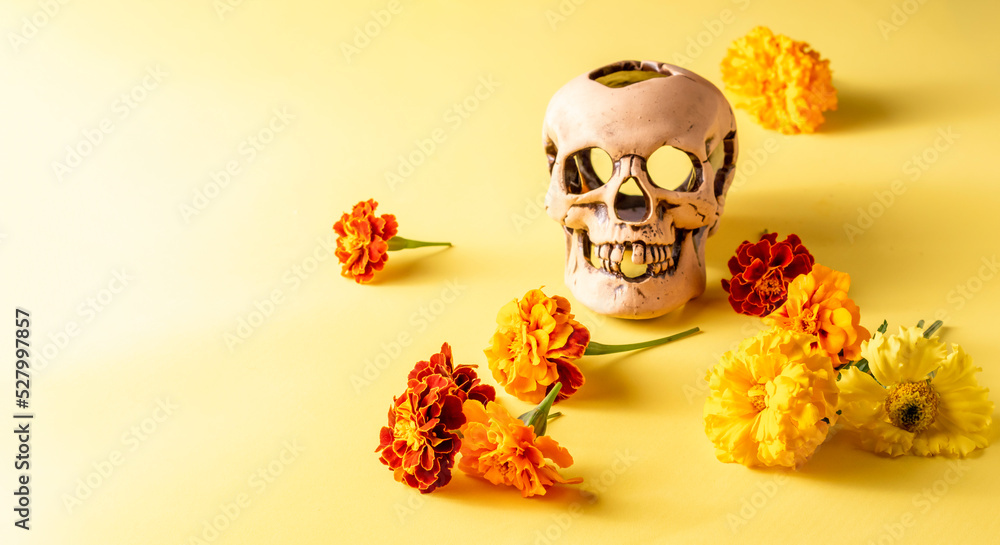Skull and cempasuchil flowers or marygold. Day of the dead concept dia de los muertos Skull and cempasuchil flowers or marygold. Day of the dead concept dia de los muertos