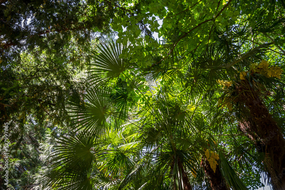 Fototapeta premium Tropical rain forest background