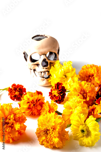Fototapeta Naklejka Na Ścianę i Meble -  Skull and cempasuchil flowers or marygold. Day of the dead concept dia de los muertos. On a white background