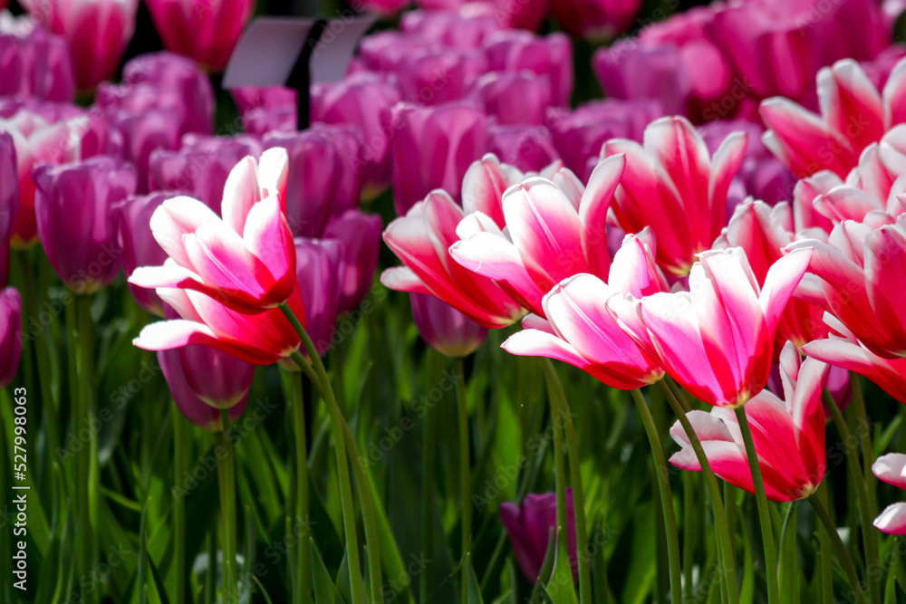 Obraz premium field of pink tulips