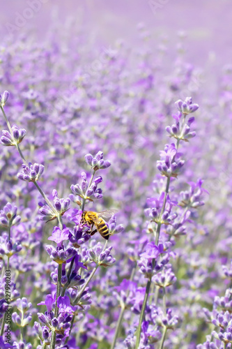 close-up of a bee in a lavender field. blurred background. vertical crop, space for text