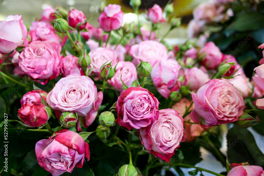 pink roses
pink roses