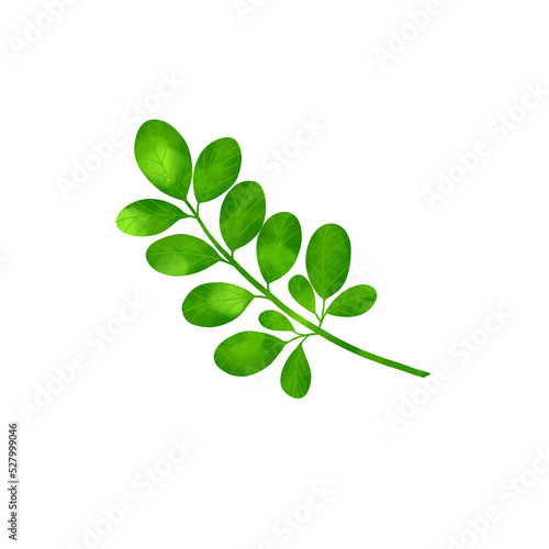 Moringa. A beautiful green branch. Illustration
