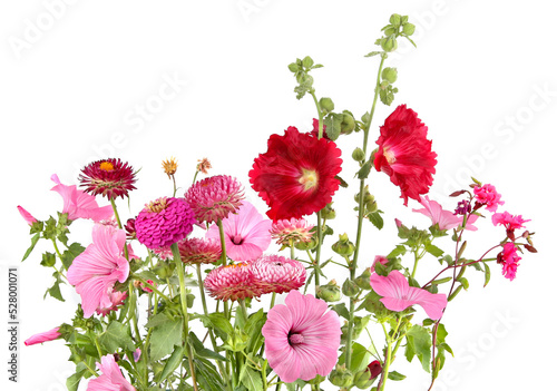 Many various garden flowers Rose mallow, Strawflower, Hollyhock, Dahlia isolated on white background. Flowers Malva trimestris,  Alcea rosea, Xerochrysum bracteatum. photo