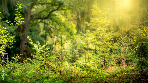 Silent forest in late summer with beautiful bright sunbeams. Autumn forest at sunset in Bavaria Germany.