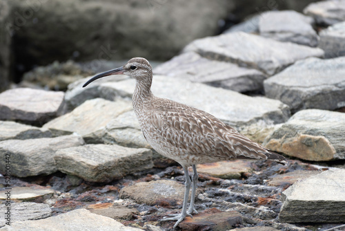 Profile of whimbrel on tidal flats