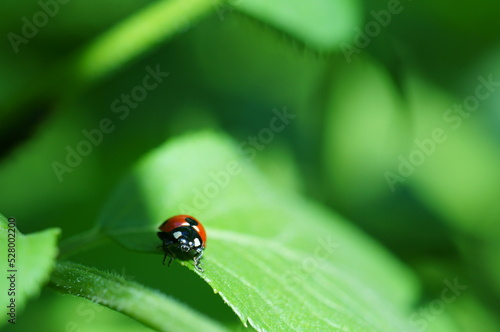 A close-up photo of a ladybug. Macrophotographs of insects.