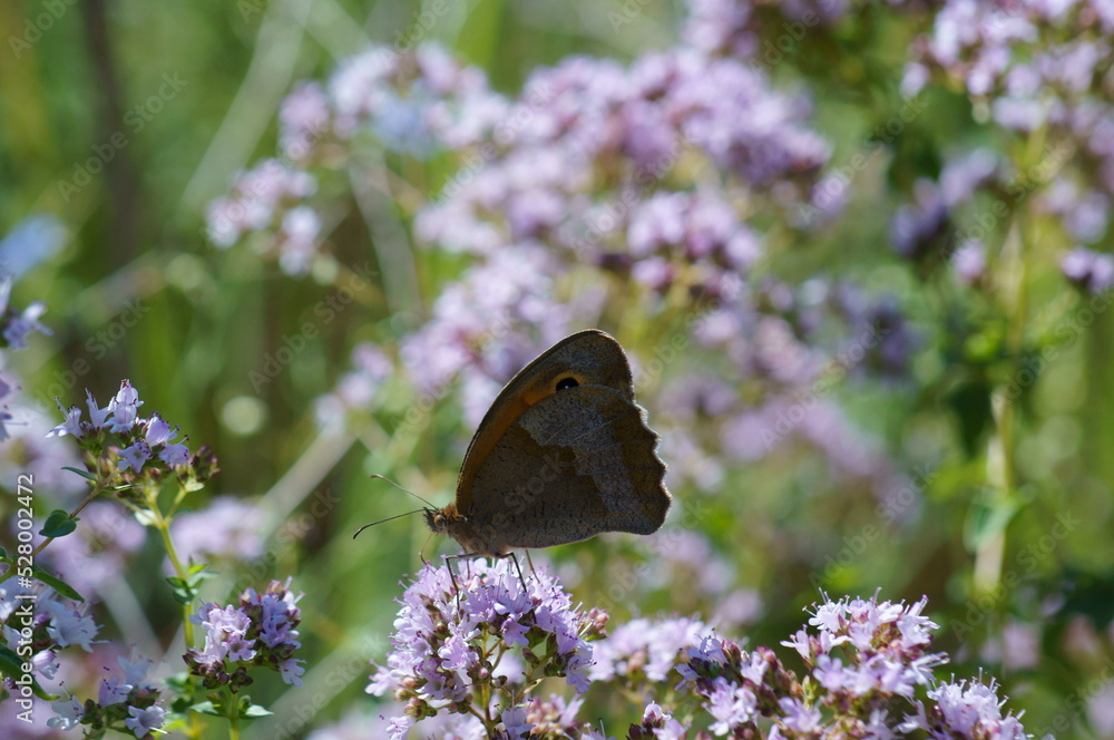 Obraz premium A beautiful butterfly on a flower. Natural background. Beautiful insects.