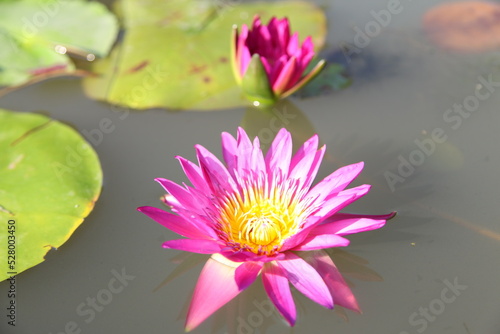 purple water lily