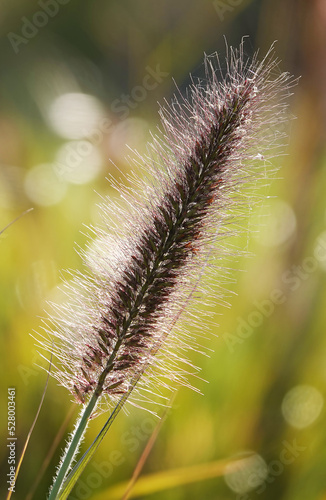 Peristostuple bristly plant