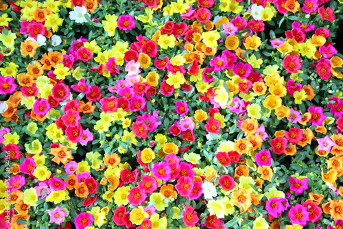 Colorful of Portulaca oleracea as background photo