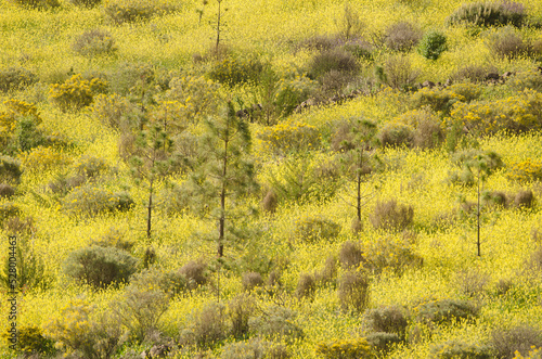 Landscape covered with flowers. Chira. San Bartolome de Tirajana. Gran Canaria. Canary Islands. Spain. photo