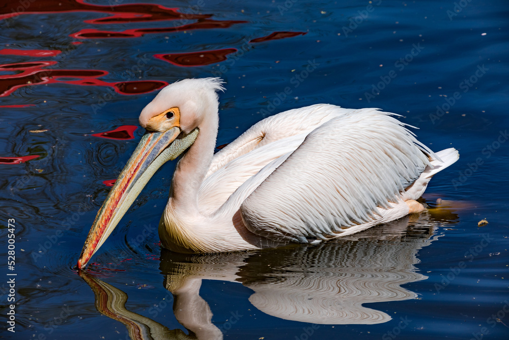 A white pelican swims relaxed on the water A white pelican swims relaxed on the water