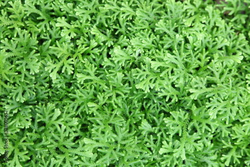 Background of green leaves of a fern.