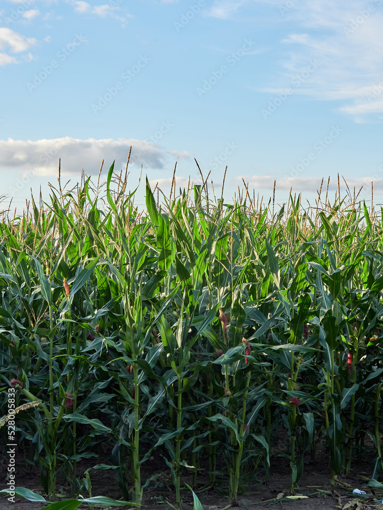 Obraz premium Young corn grows in the field. Farming. Corn on the background of the sky.