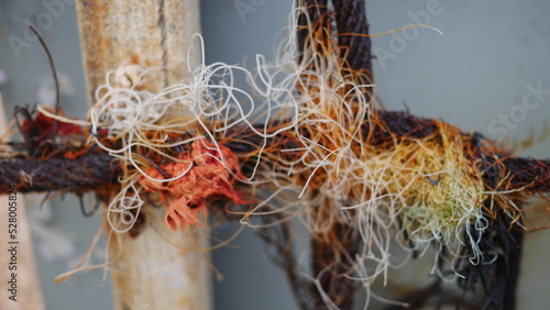 Fotografia close up of frayed rope