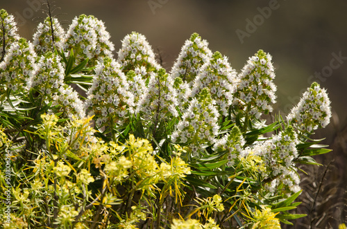 Shrub of Echium onosmifolium in flower. San Bartolome de Tirajana. Gran Canaria. Canary Islands. Spain.