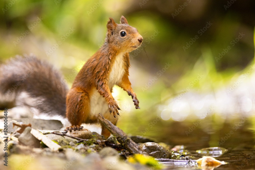 Red squirrel standing at the forest floor looking for enemies Red squirrel standing at the forest floor looking for enemies