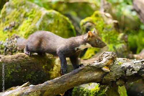 Wild european pine marten standing on a forest stem photo