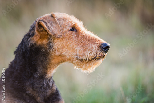 Foto Portrait eines Airedale Terrier Rüden