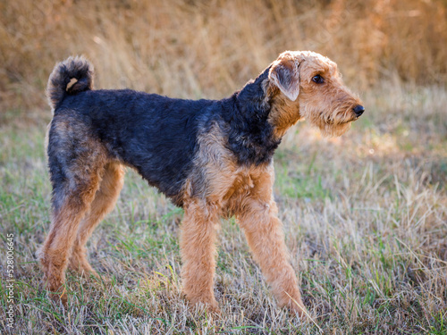 Fotografie Portrait einer Airedale Terrier Hündin