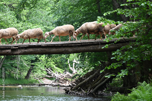 Flock of sheep crossing the river by an old bridge. Kirklareli city. Floodplain forest. Turkey. 