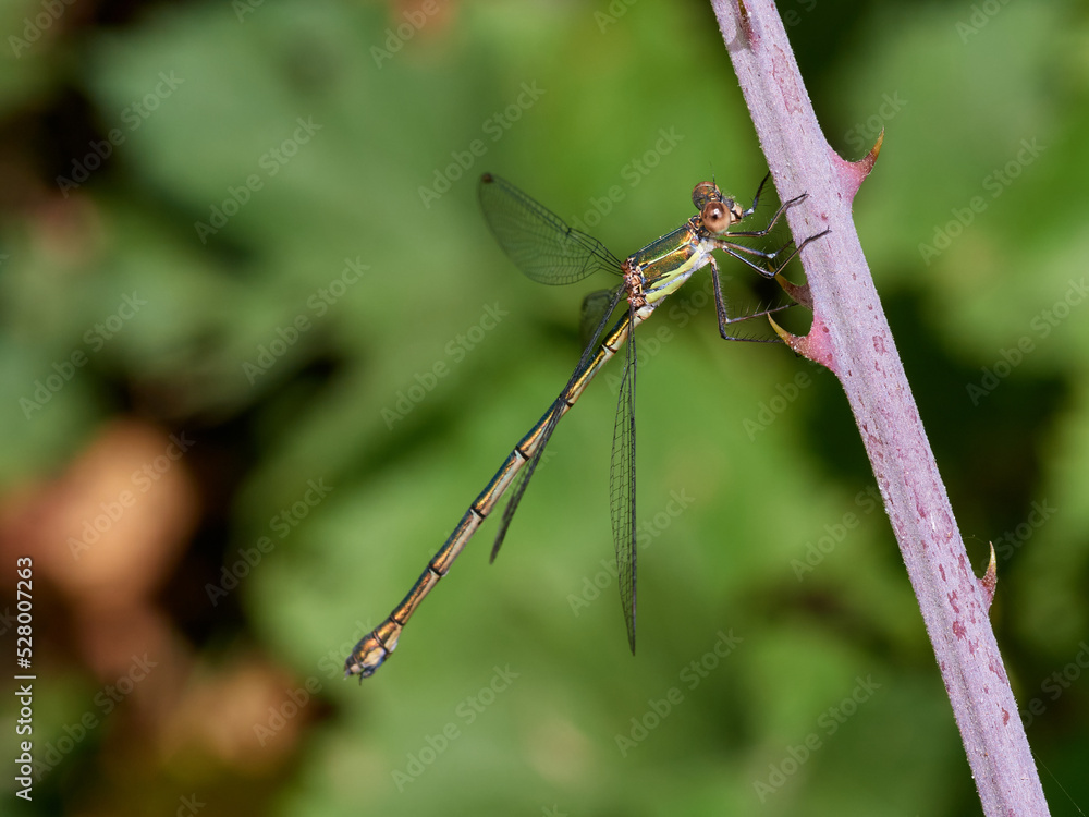 Western Willow Spreadwing. Chalcolestes viridis Western Willow Spreadwing. Chalcolestes viridis