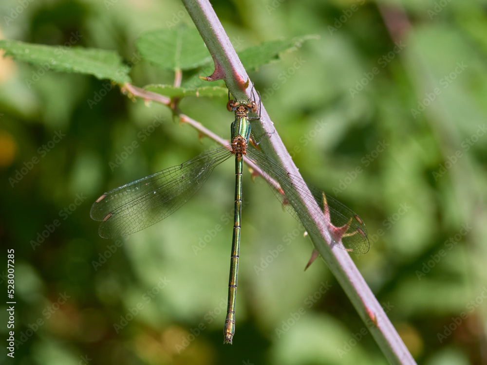 Western Willow Spreadwing. Chalcolestes viridis Western Willow Spreadwing. Chalcolestes viridis