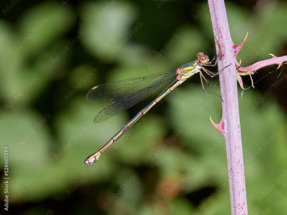 Western Willow Spreadwing. Chalcolestes viridis Western Willow Spreadwing. Chalcolestes viridis