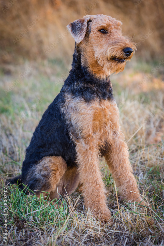 Portrait einer Airedale Terrier Hündin Portrait einer Airedale Terrier Hündin