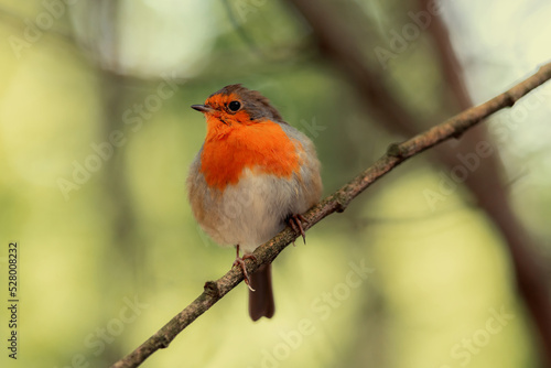 Robin. European Robin Redbreast (Erithacus rubecula) garden bird isolated close-up © Ian Dyball