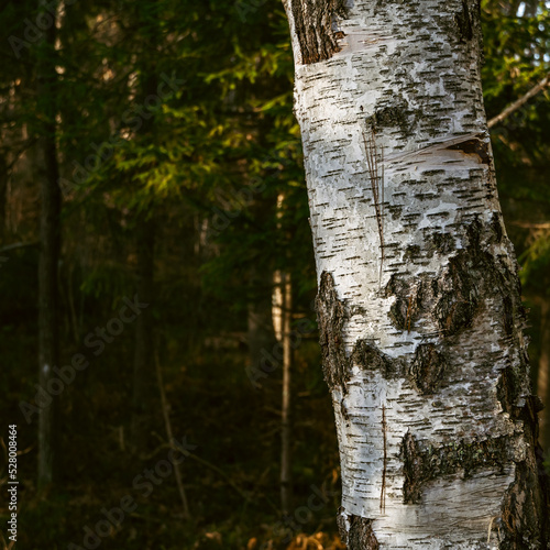 Birch tree in the foreground