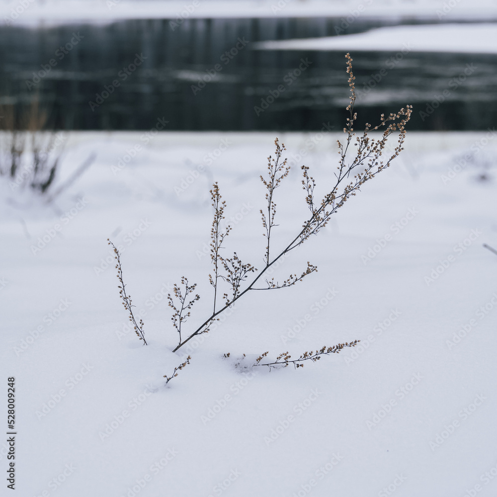 Frozen vegetation in winter. Frozen vegetation in winter.