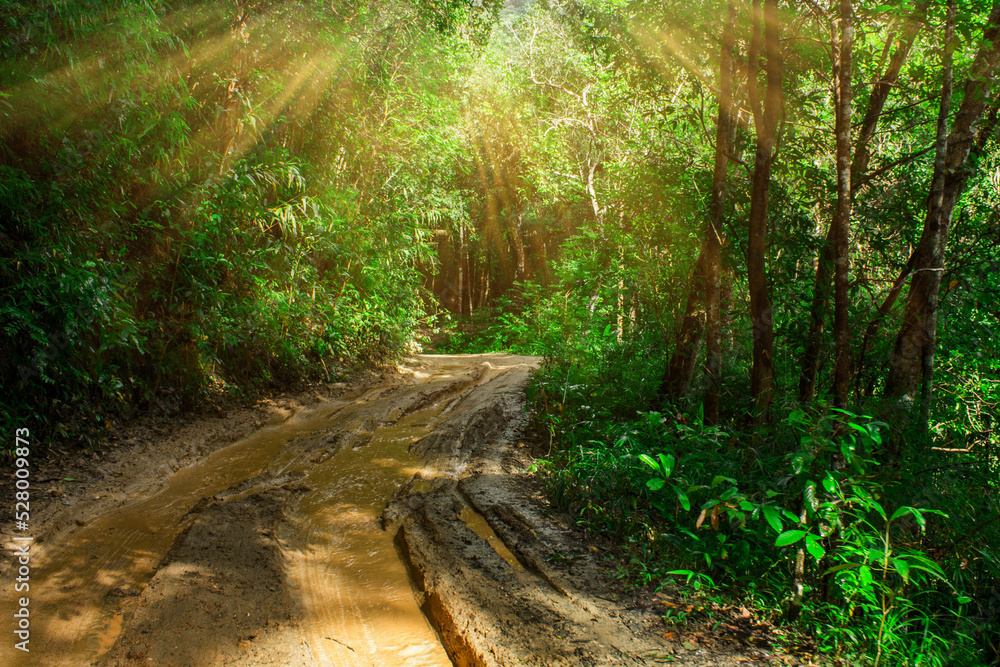 Naklejka premium Dirt road or mud road and rain forest