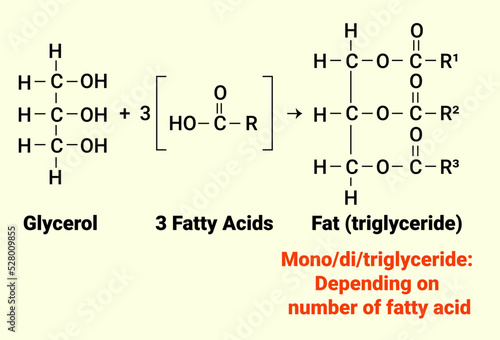 The 4 types of fats: one glycerol and 3 fatty acids