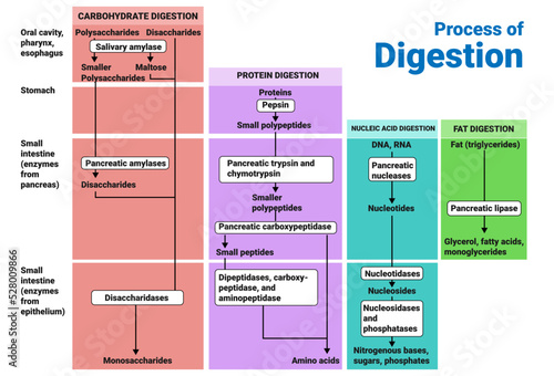 Process of Digestion: Digestion Process in Mouth, Stomach, Intestines