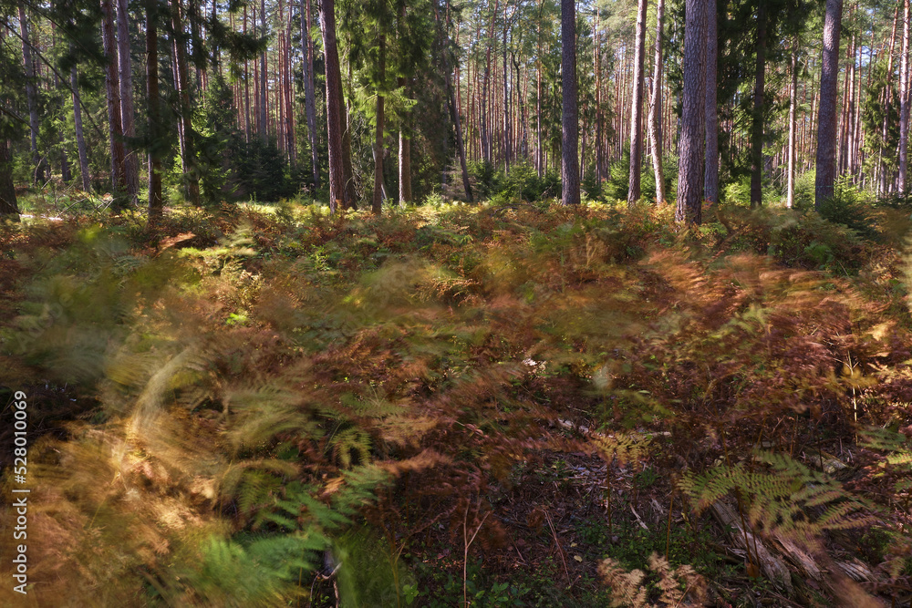 forest in autumn, paprocie w lesie, Polska, ferns in the forest, Poland, poruszone paprocie forest in autumn, paprocie w lesie, Polska, ferns in the forest, Poland, poruszone paprocie