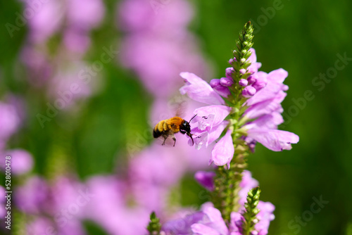 bee on a flower © 善弘 石垣