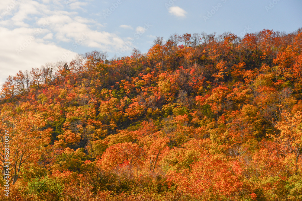 風景イメージ　長野県　渋峠　紅葉