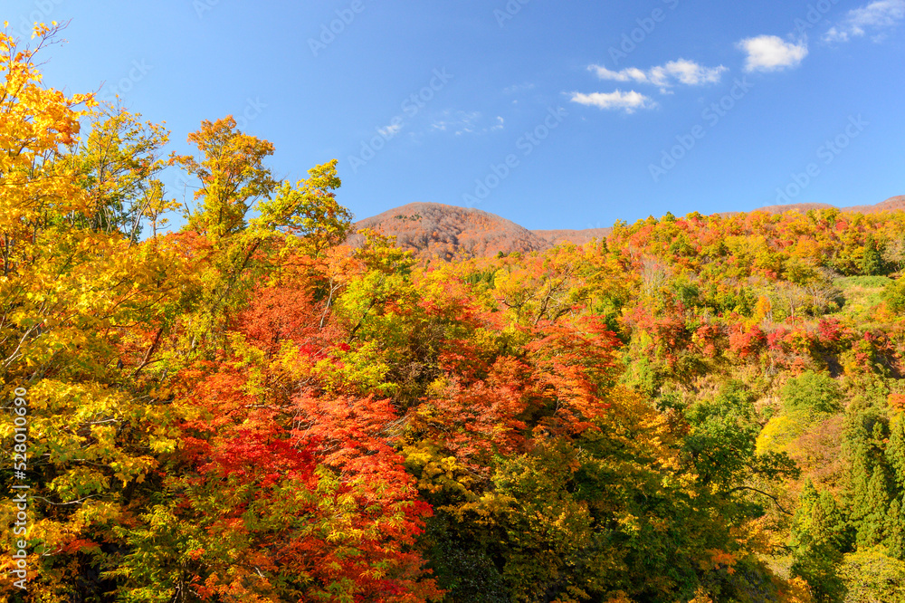 風景イメージ　長野県　渋峠　紅葉