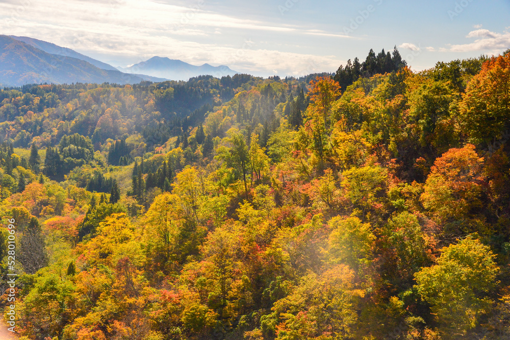 風景イメージ　長野県　渋峠　紅葉