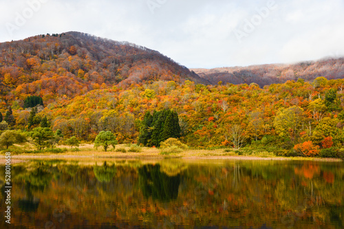 Fototapeta Naklejka Na Ścianę i Meble -  紅葉に染まる木々　湖　池