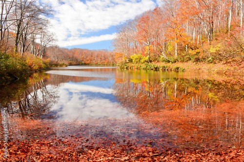 紅葉に染まる木々 湖 池