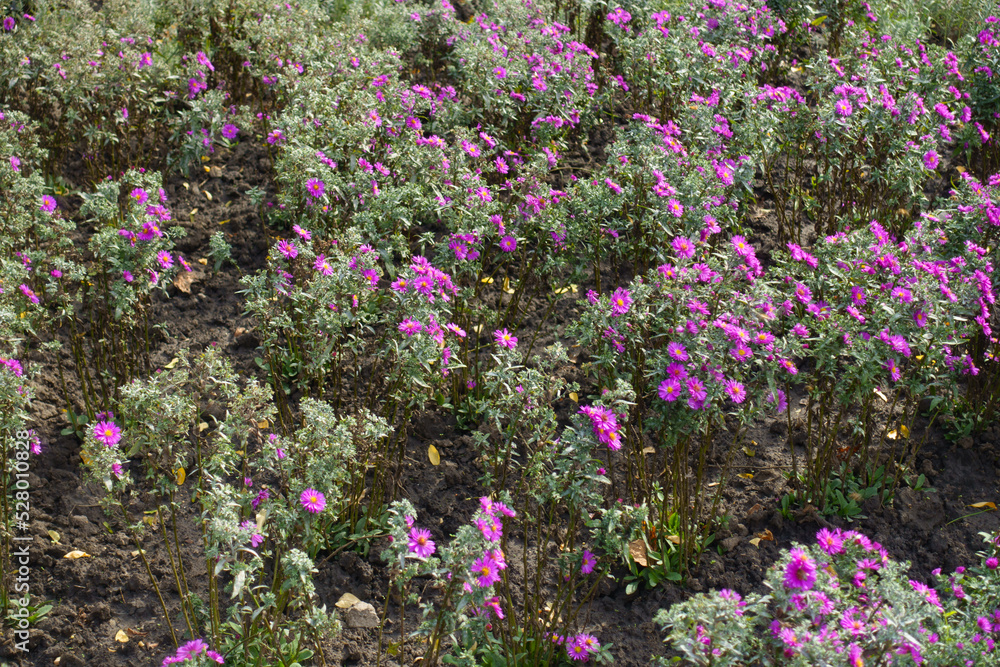 Obraz premium A lot of magenta colored flowers of Michaelmas daisies in October