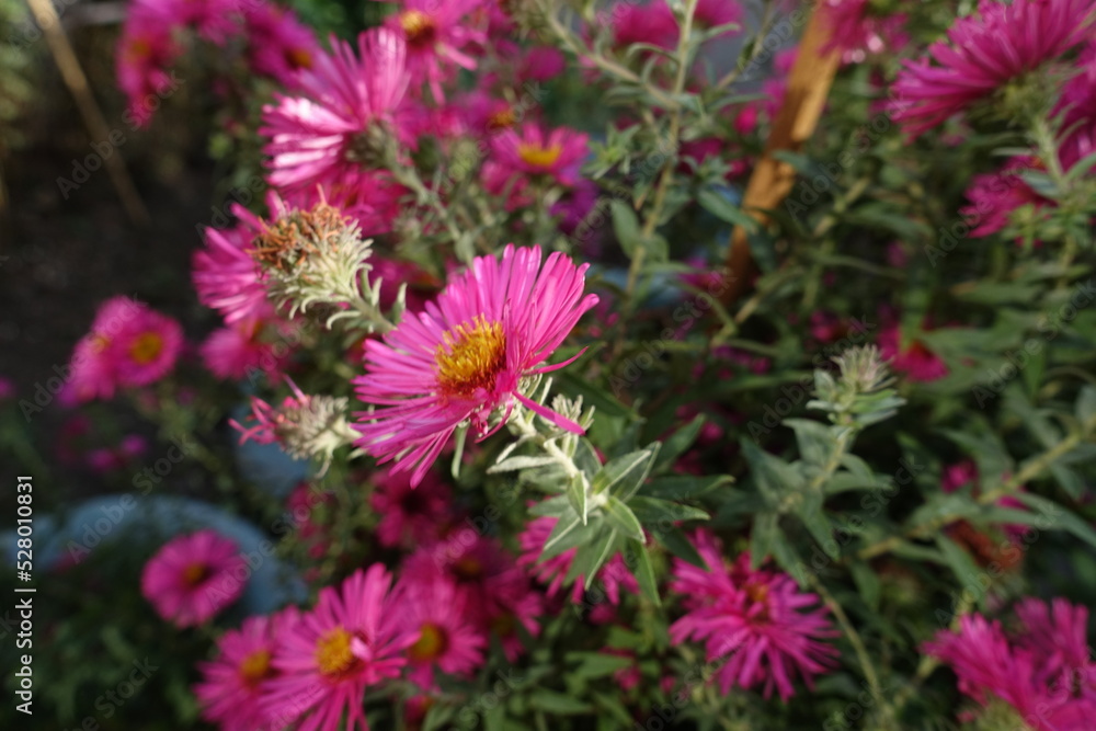 Fototapeta premium Close shot of magenta colored flower of Michaelmas daisies in mid October